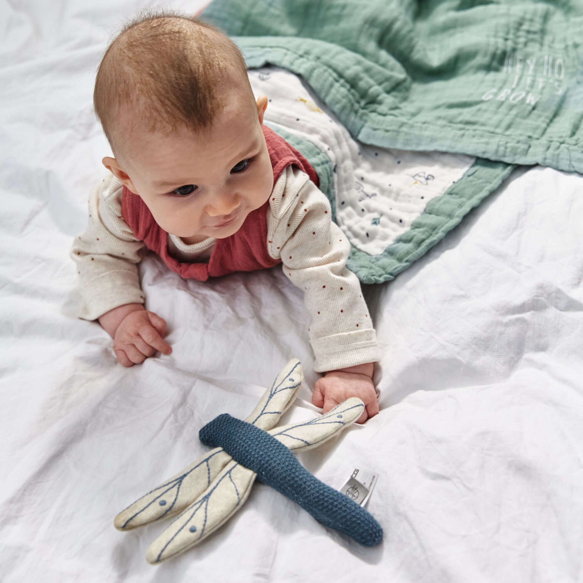 z7.showImageGallery kiglu-dragonfly-explorer1